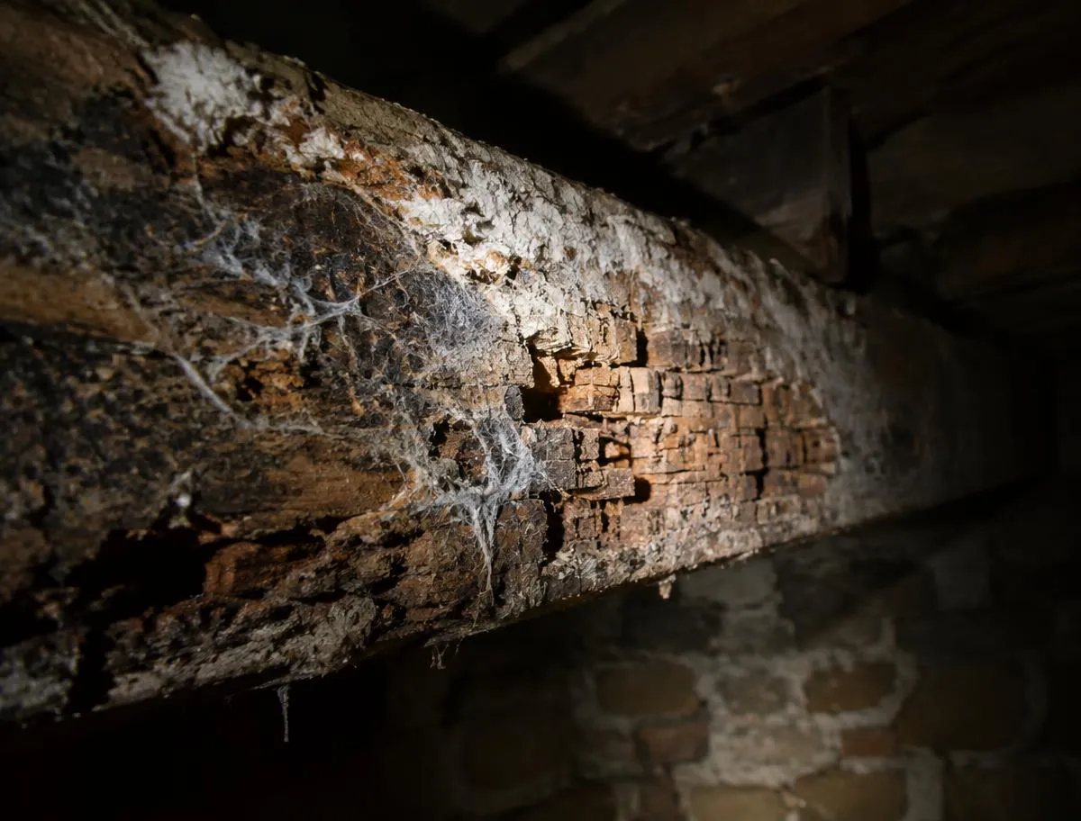 Bois attaqué par la mérule dans une cave